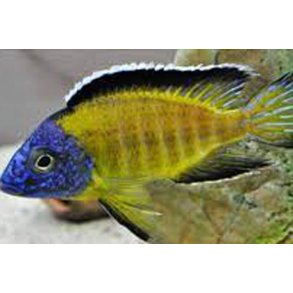 Aulonocare stuartgranti ussisia. Parpris