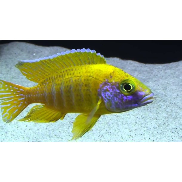 Aulonocare baenschi. Parpris