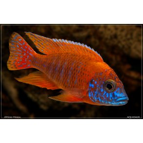 Aulonocare stuartgranti 