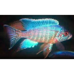 Aulonocare sp. turkis. Parpris