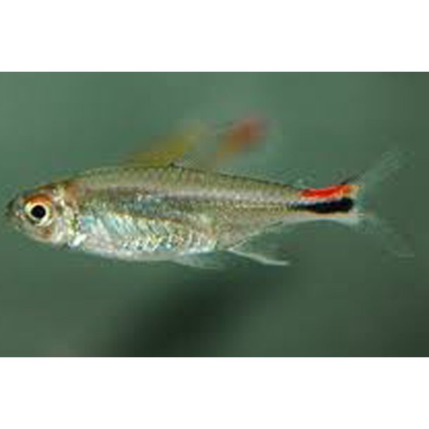 Axelrodia stigmatias