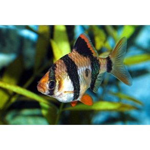 Barbus tetrazona - Siambarbe