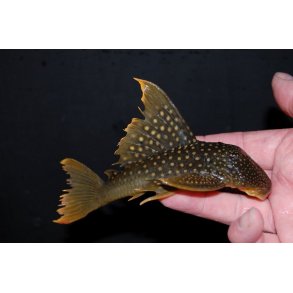 L200A Hi Fin Baryancistrus demantoides. 10-12 cm Green phantom Hi fin