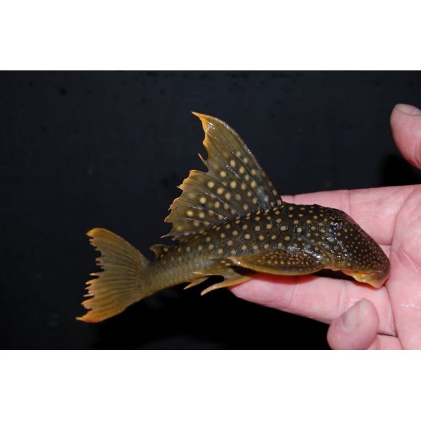 L200A Hi Fin Baryancistrus demantoides. 10-12 cm Green phantom Hi fin