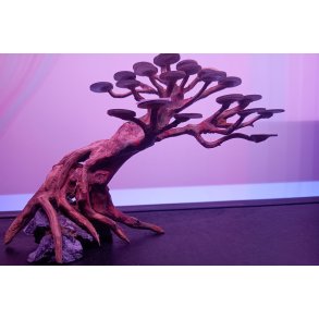 Bonsai S 20x15 cm.