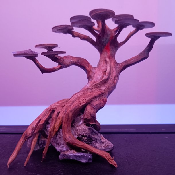 Bonsai XS 12x15 cm.