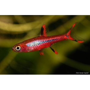 Boraras brigittae Chili rasbora