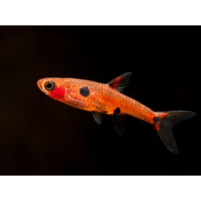Boraras maculatus - Dvrg rasbora.