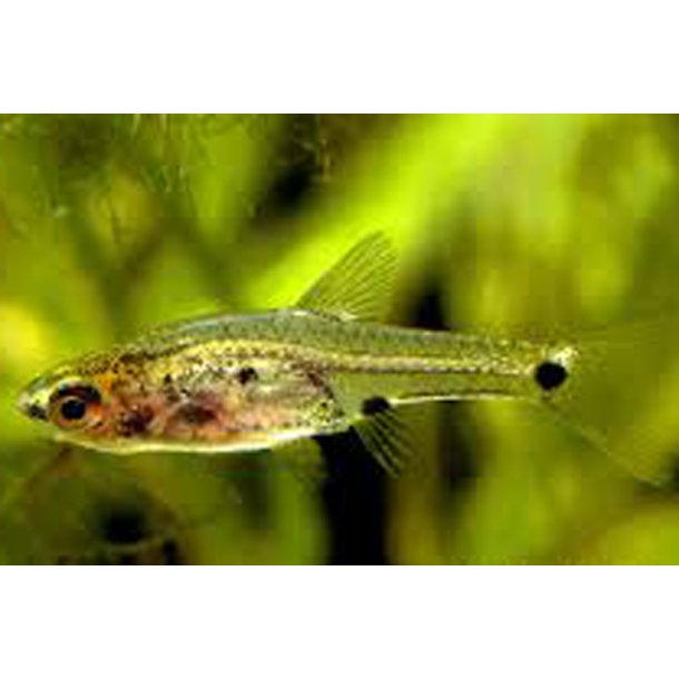 Boraras micros Treplettet dvrg rasbora