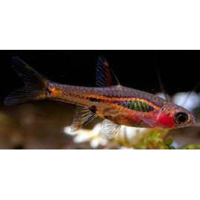 Boraras urophthalmoides