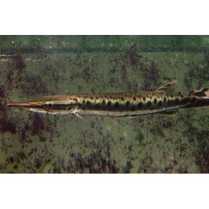 Boulengerella maculata Plettet Gar