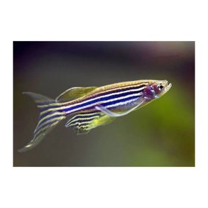Brachydanio rerio - Zebrafisk Longfin