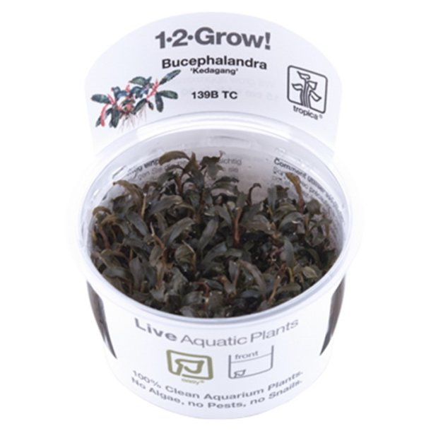 1-2-Grow Tropica Bucephalandra 'Kedagang'