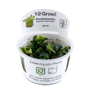 1-2-Grow Tropica Bucephalandra pygmaea 'Bukit Kelam'