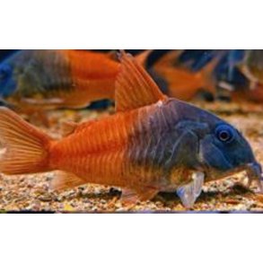 Hoplisoma sp. aff. concolor Rio Tomo CW217