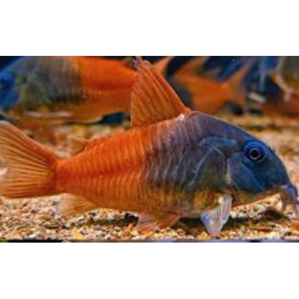 Hoplisoma sp. aff. concolor Rio Tomo CW217