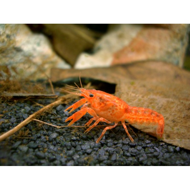 Cambarellus patzcuarensis var. Orange - CPO Dværgkrebs