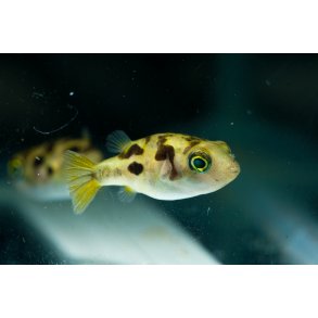 Carinotetraodon travancoricus - Dvrg kuglefisk