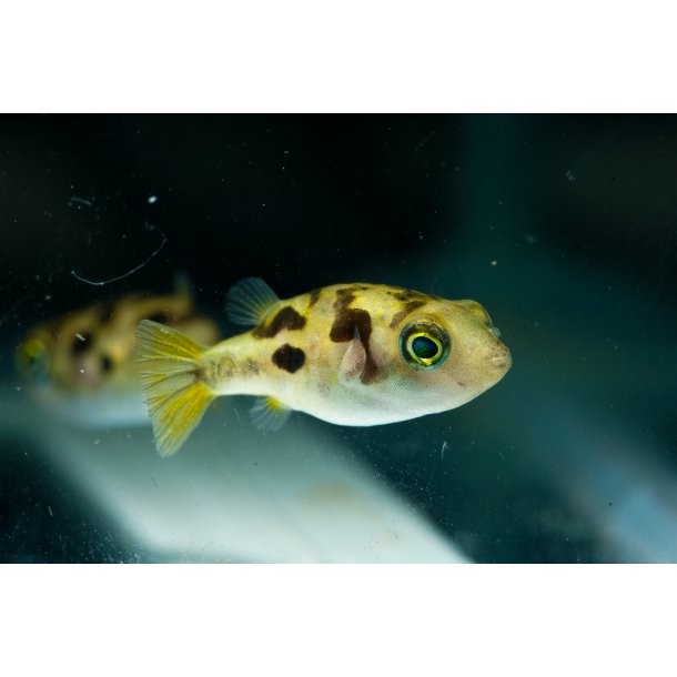 Carinotetraodon travancoricus - Dvrg kuglefisk