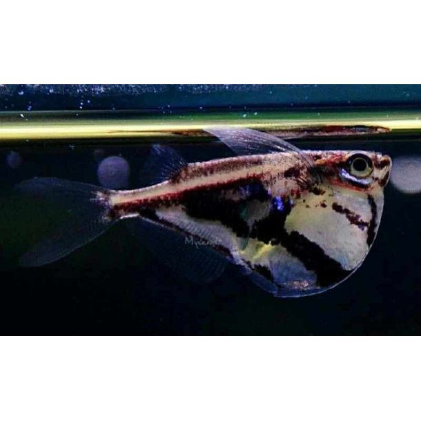 Carnegiella strigata - Stribet �ksefisk.