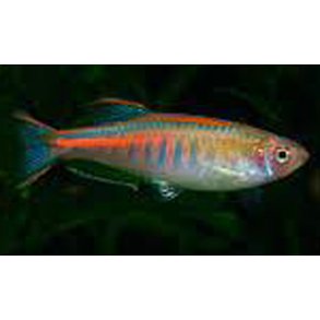 Celestichthys choprae Gldelys danio