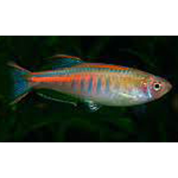 Celestichthys choprae Gldelys danio