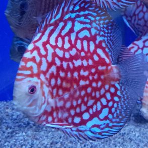 Symphysodon spec. Checkerboard 14 cm.