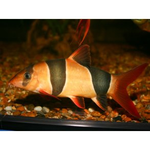 Chromobotia macracanthus - Pragtsmerling.