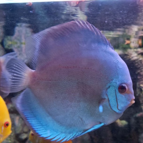 Symphysodon spec. Cobalt 15 cm.