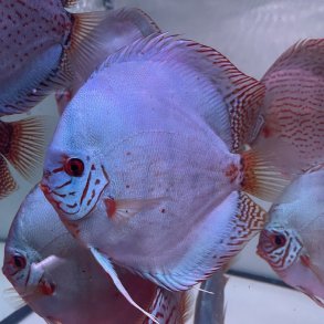 Symphysodon spec. Discusfisk Cobalt 12-14 cm.