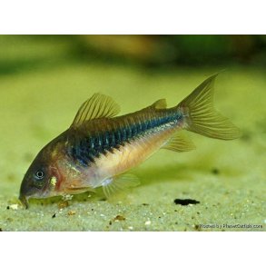 Corydoras aeneus Kobber pansermalle