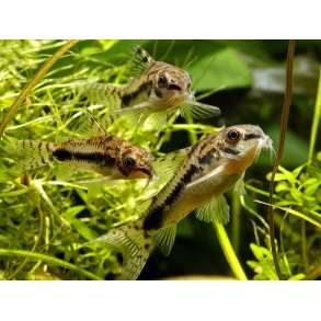 Gastrodermus habrosus Dvrg pansermalle