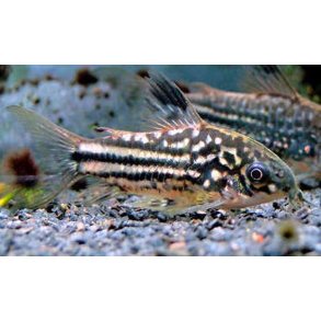 Corydoras nanus.