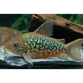 Corydoras pantanalensis C005