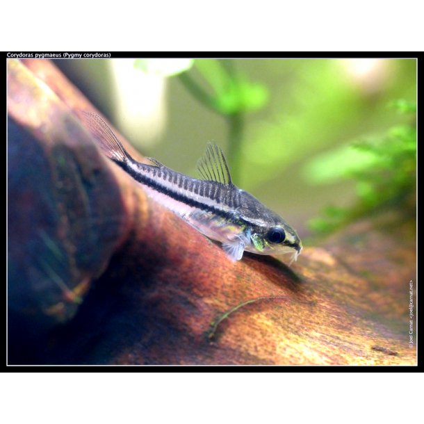 Corydoras pygmaeus