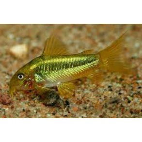 Corydoras aeneus Peru Green Stripe. CW09