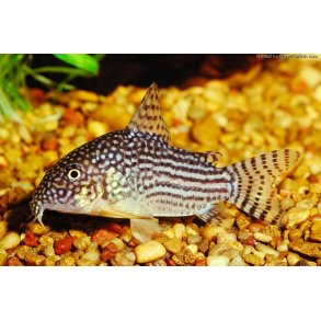 Corydoras sterbai. Sterbai pansermalle
