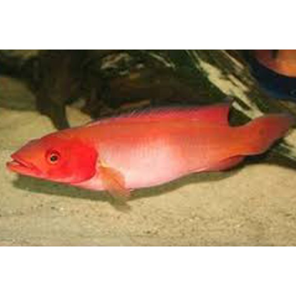 Crenicichla sp. Atabapo Hun XXL.