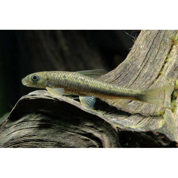 Crossocheilus latius - penselalgeder