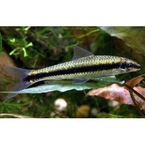 Crossocheilus oblongus - trdalgelgeder