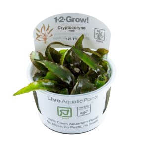 1-2-Grow Tropica Cryptocoryne nurii