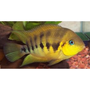 Cryptoheros Nannolutea