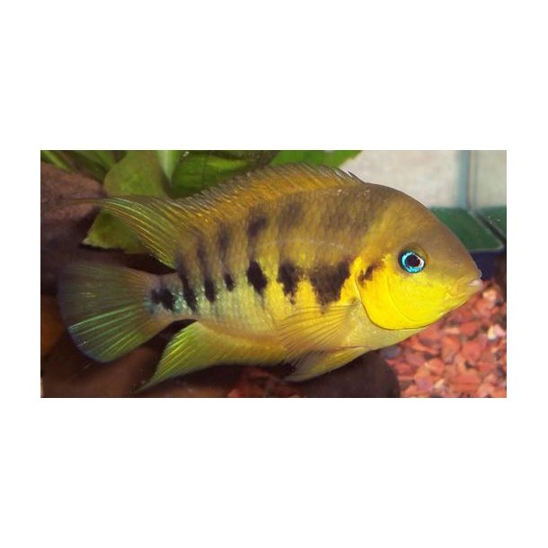 Cryptoheros Nannolutea