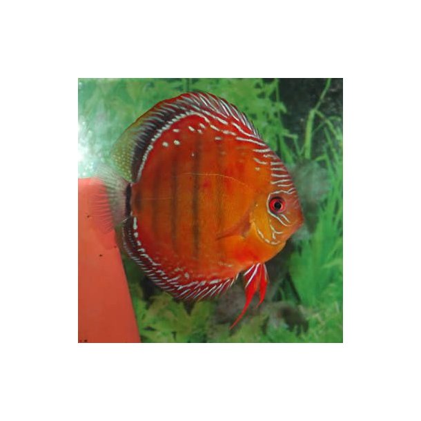 Symphysodon spec. Discusfisk Curiperia 10 cm.