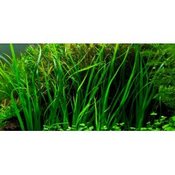Tropica Cyperus helferi
