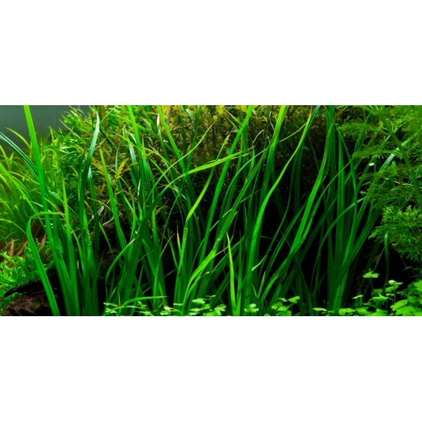 Tropica Cyperus helferi