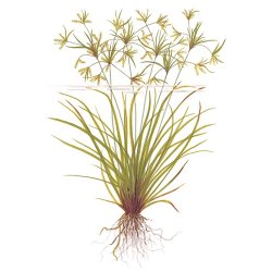 Tropica Cyperus helferi