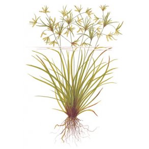 Tropica Cyperus helferi