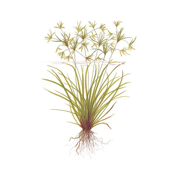 Tropica Cyperus helferi