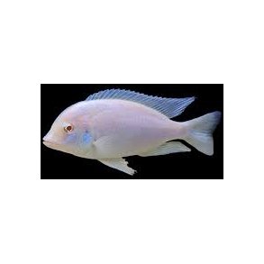 Cyrtocare moorii Bl delfin. Albino